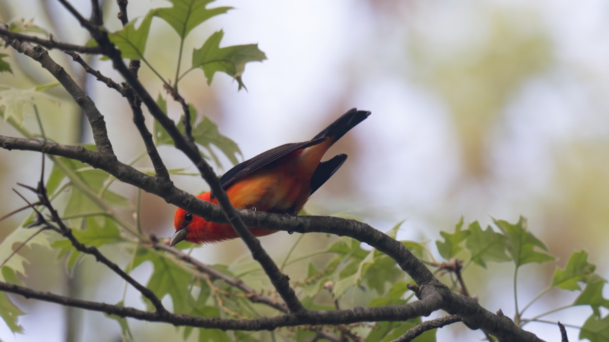 Scarlet Tanager - Tianshuo Wang