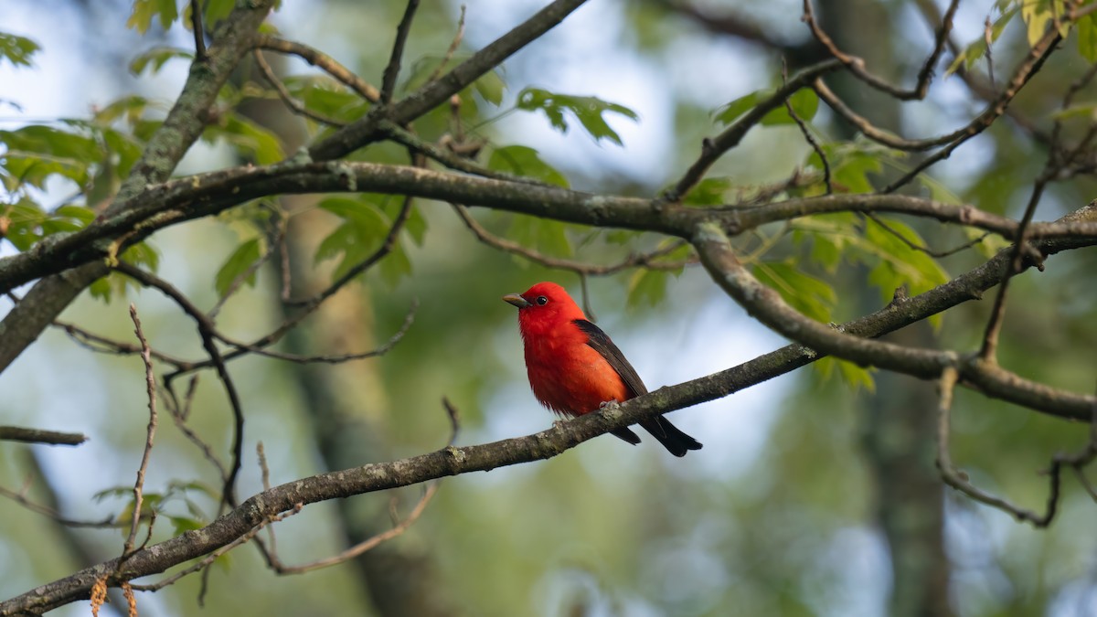 Scarlet Tanager - Tianshuo Wang