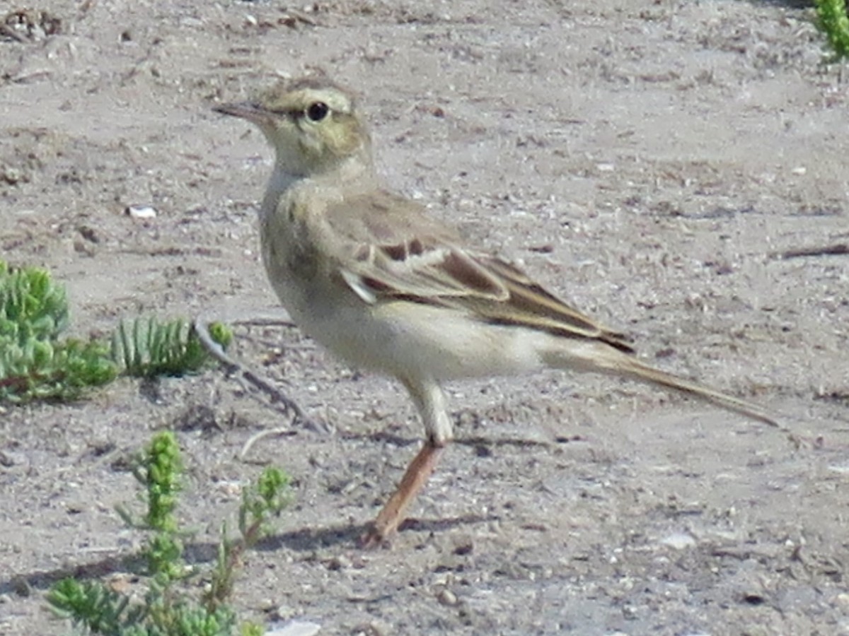 Tawny Pipit - ML619169731