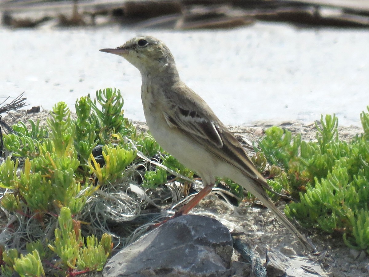 Tawny Pipit - Stephen Taylor