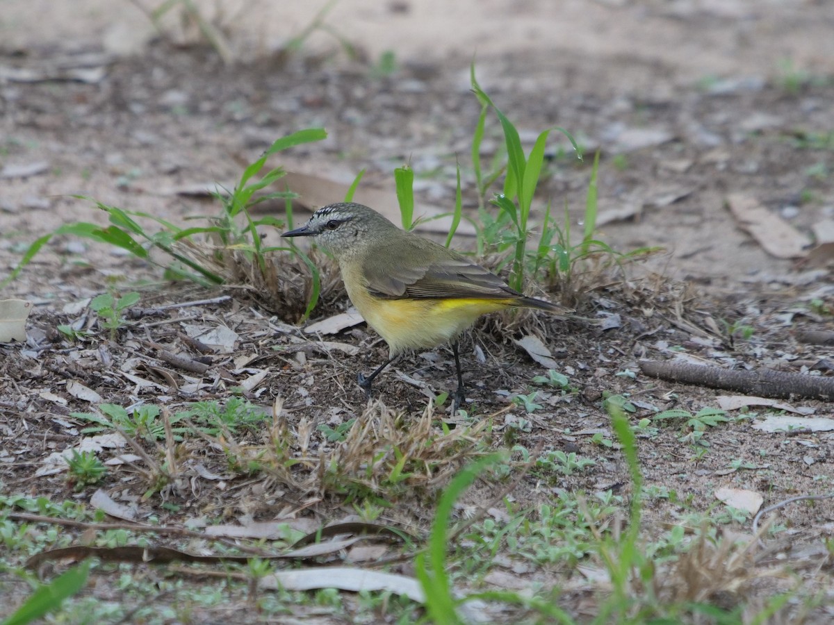 Acanthize à croupion jaune - ML619169739