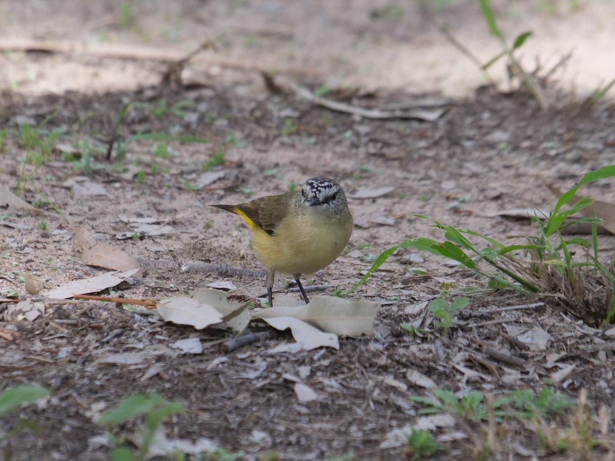 Acanthize à croupion jaune - ML619169740