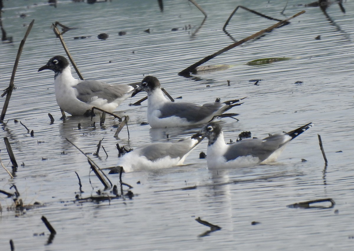 Franklin's Gull - ML619169743