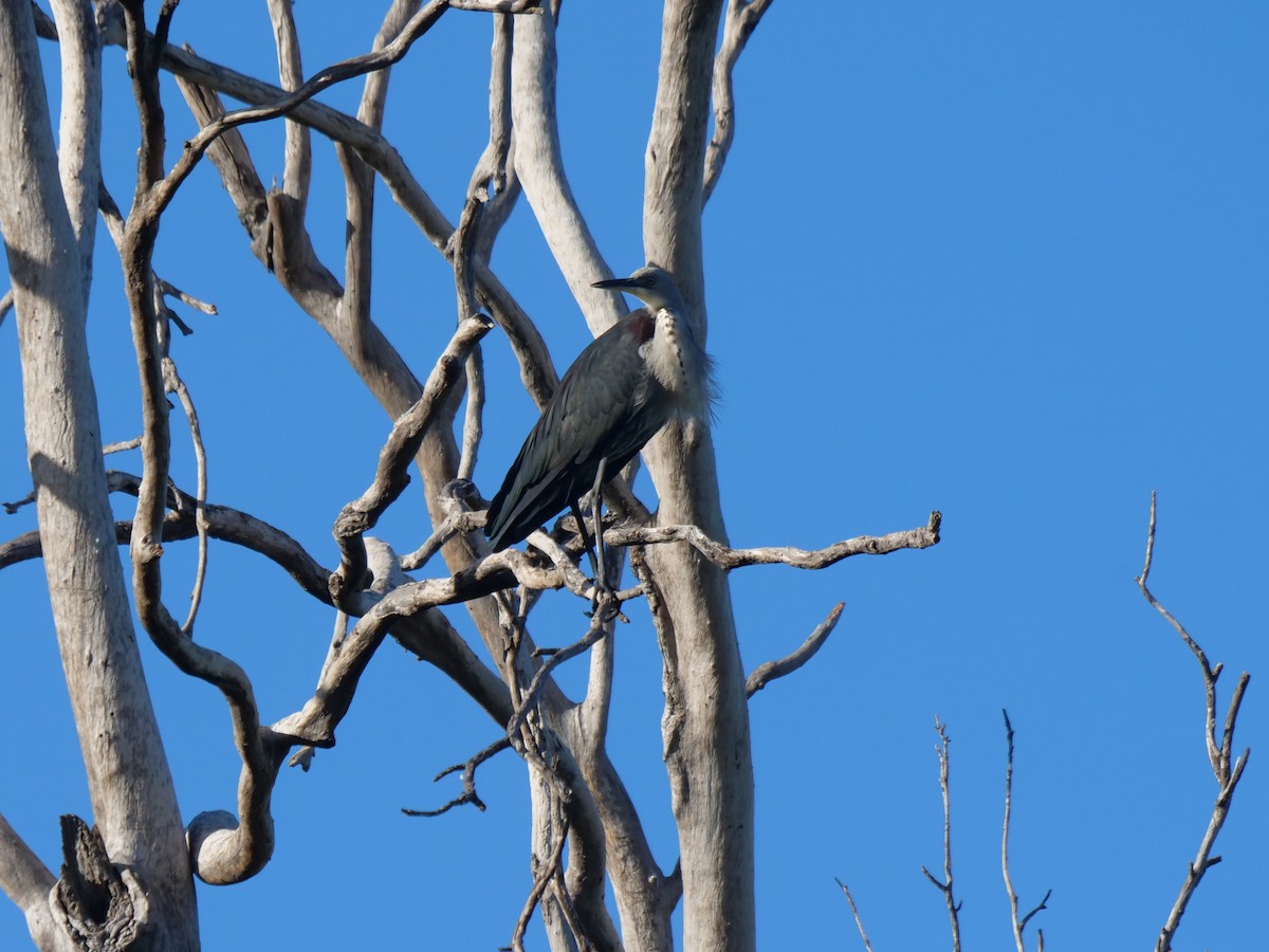 Garza Cuelliblanca - ML619169746