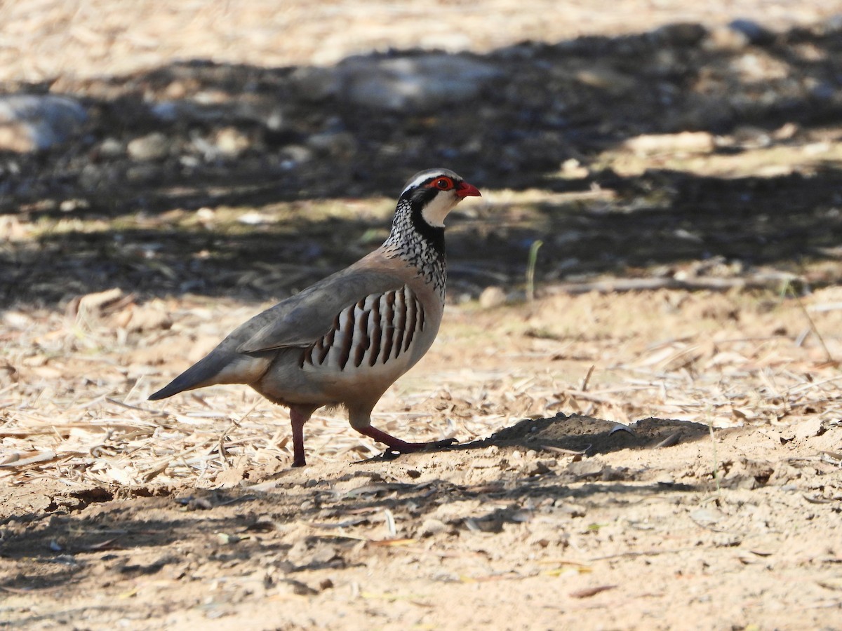 Red-legged Partridge - Bas Klep