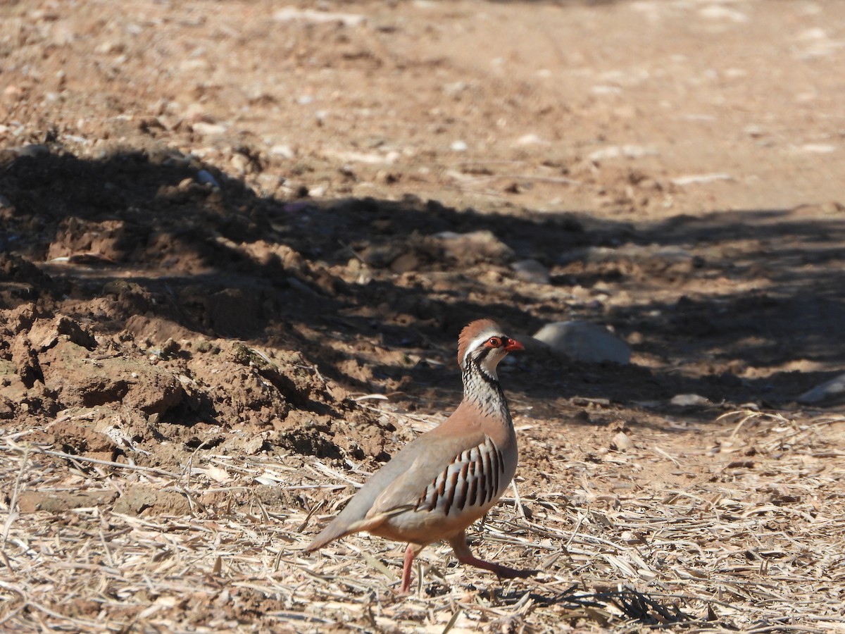 Red-legged Partridge - Bas Klep