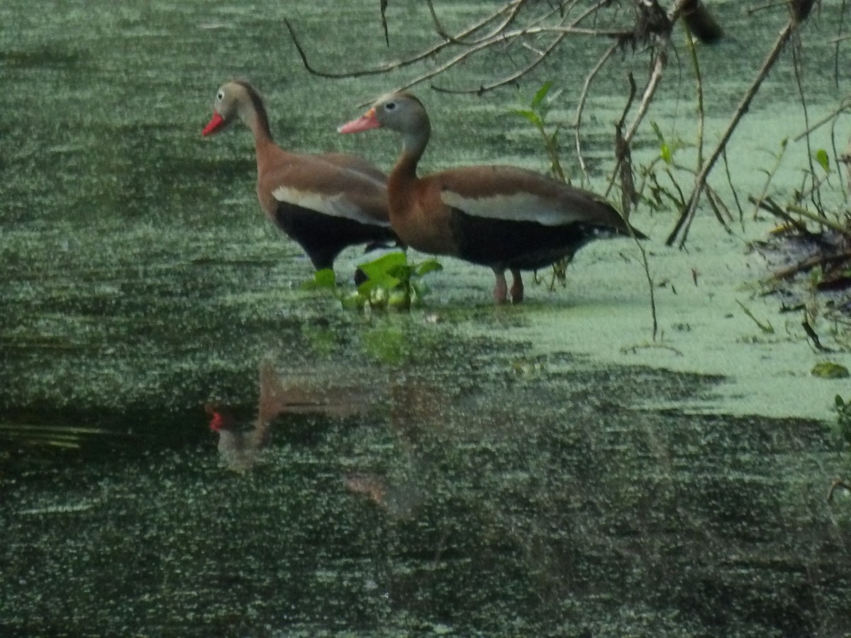 Black-bellied Whistling-Duck - Jerhemy Lonzo