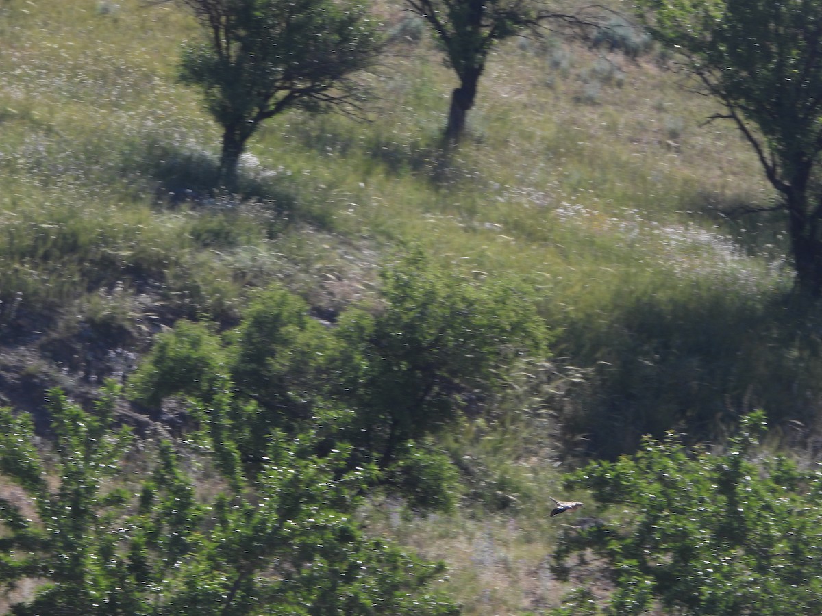 Eurasian Thick-knee - Bas Klep