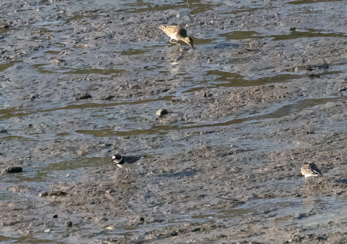 Semipalmated Plover - Jack Bruce