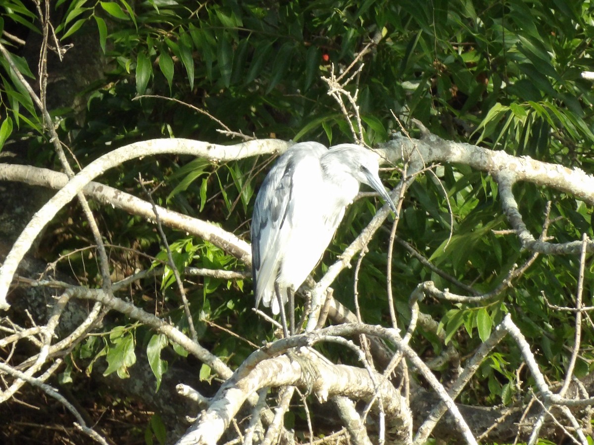 Little Blue Heron - Jerhemy Lonzo