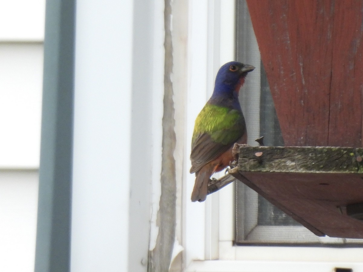 Painted Bunting - Tim Oksiuta