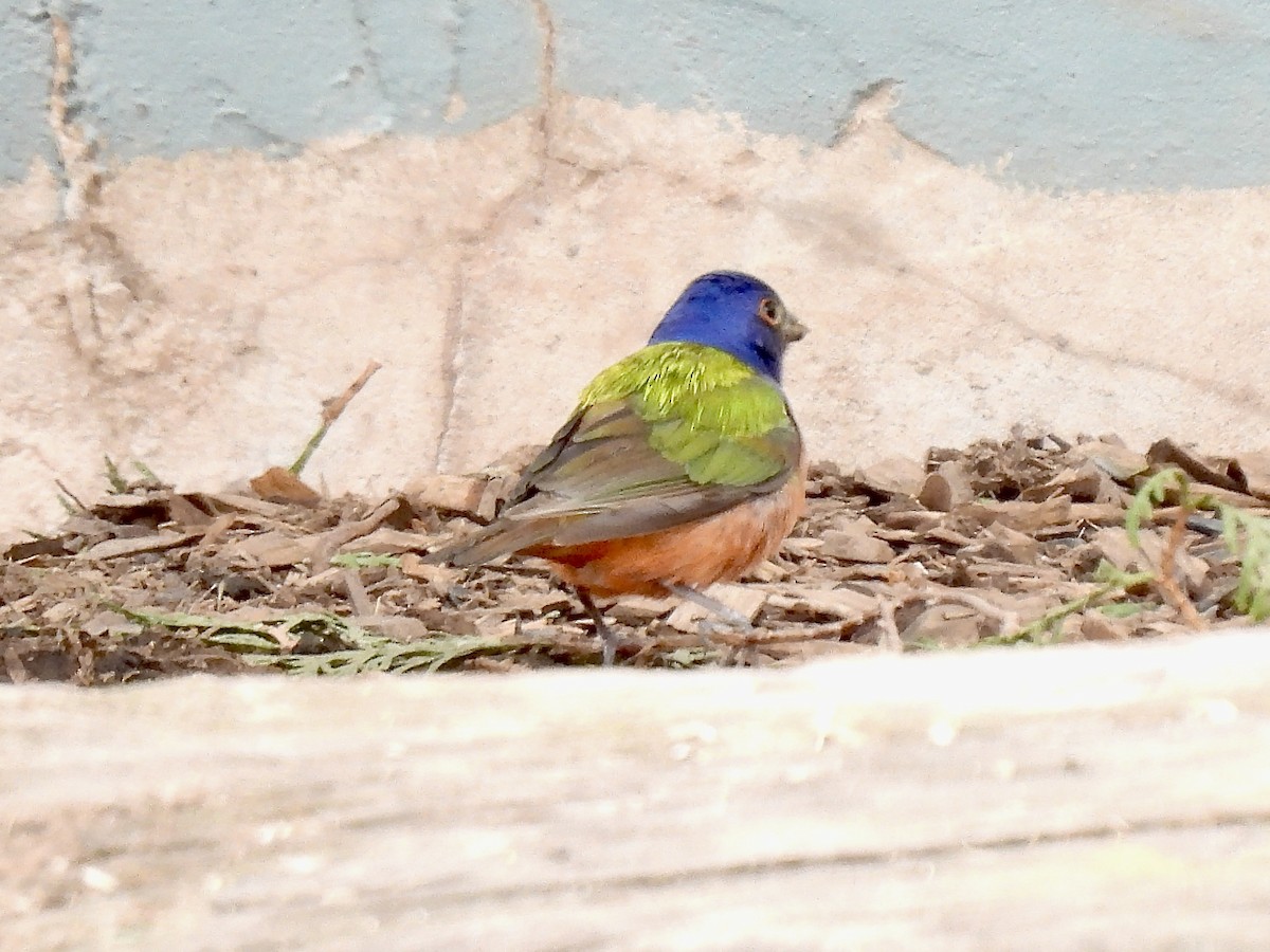 Painted Bunting - Tim Oksiuta