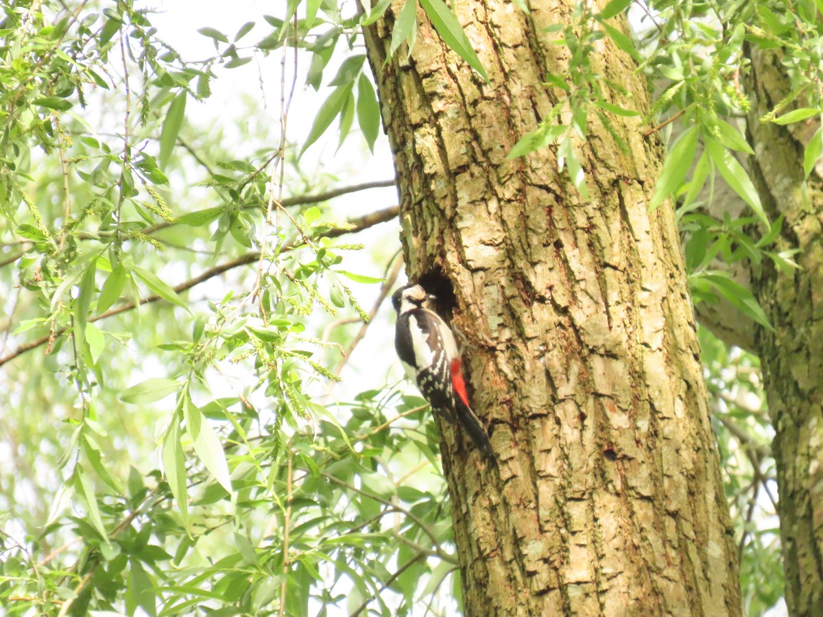 Great Spotted Woodpecker - Robert gilbert