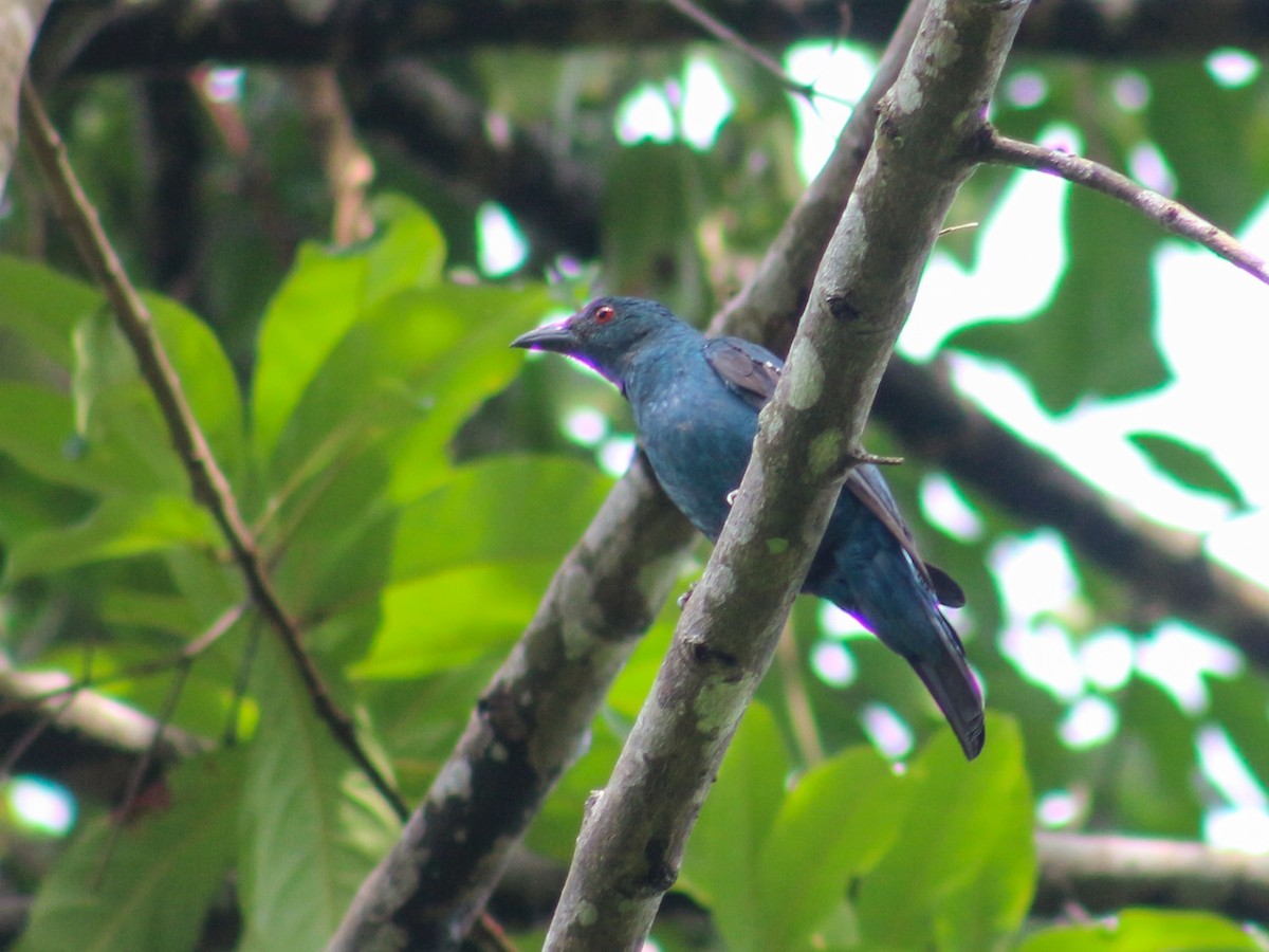 Asian Fairy-bluebird - Gerard Chartier