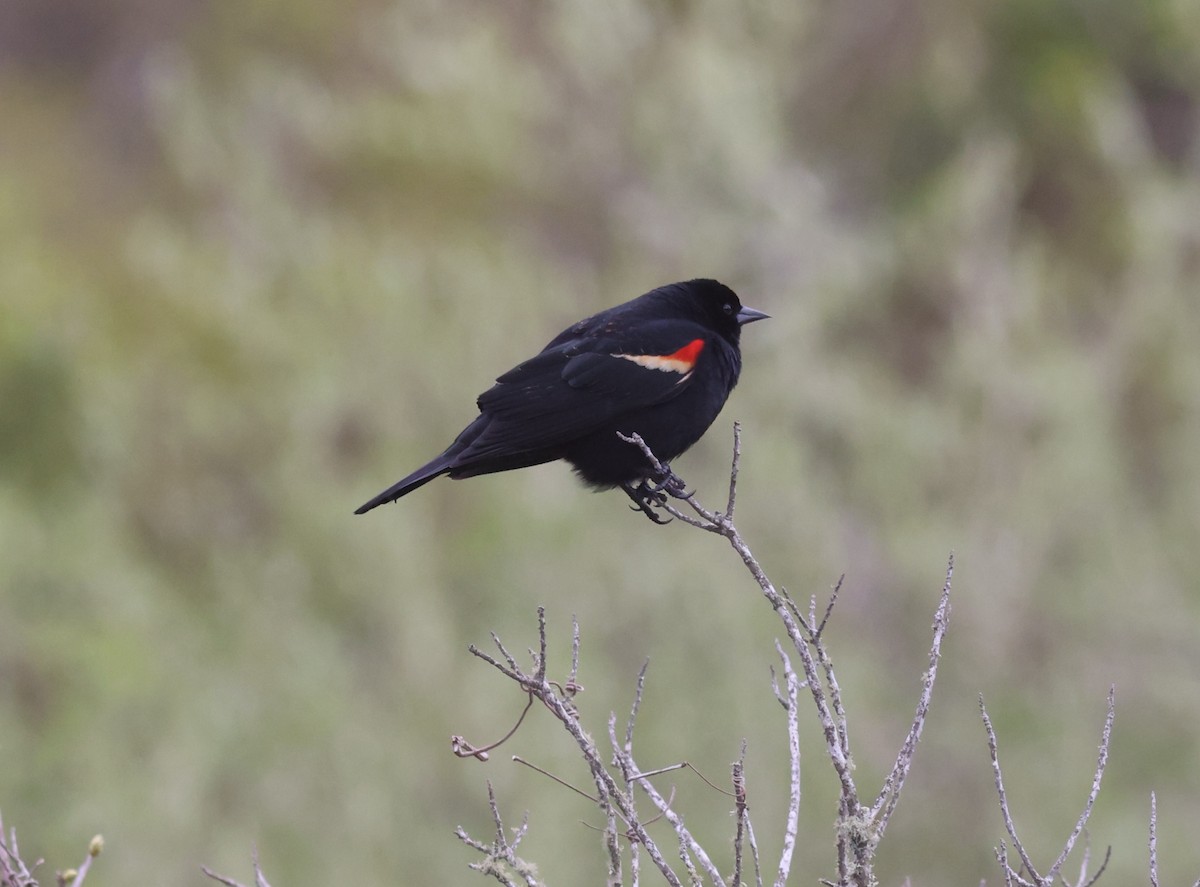 Red-winged Blackbird - Sea Williams