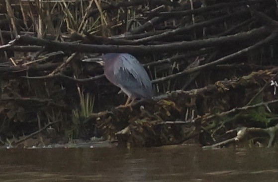 Green Heron - Sea Williams