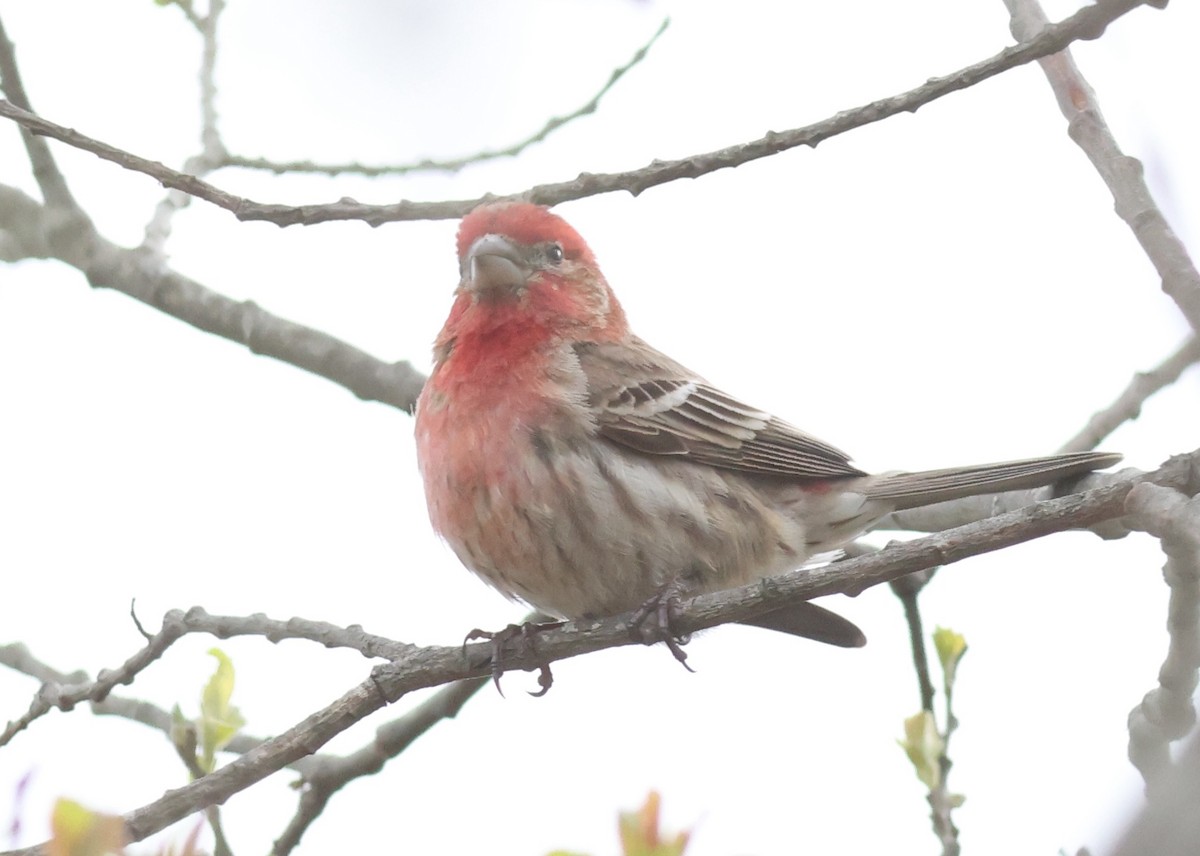 House Finch - Sea Williams