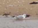 Bonaparte's Gull - Sea Williams