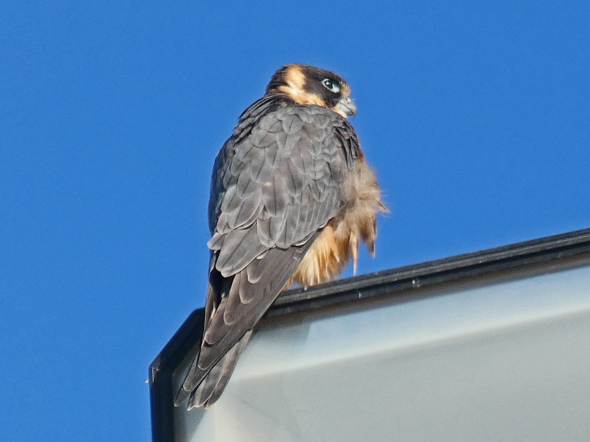 Australian Hobby - Thomas Nataprawira