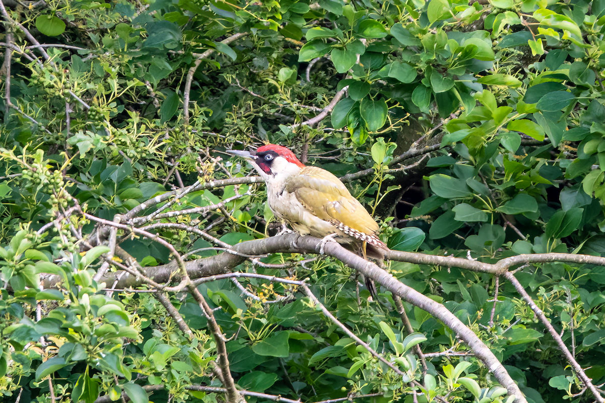 Eurasian Green Woodpecker - Gavin Stone