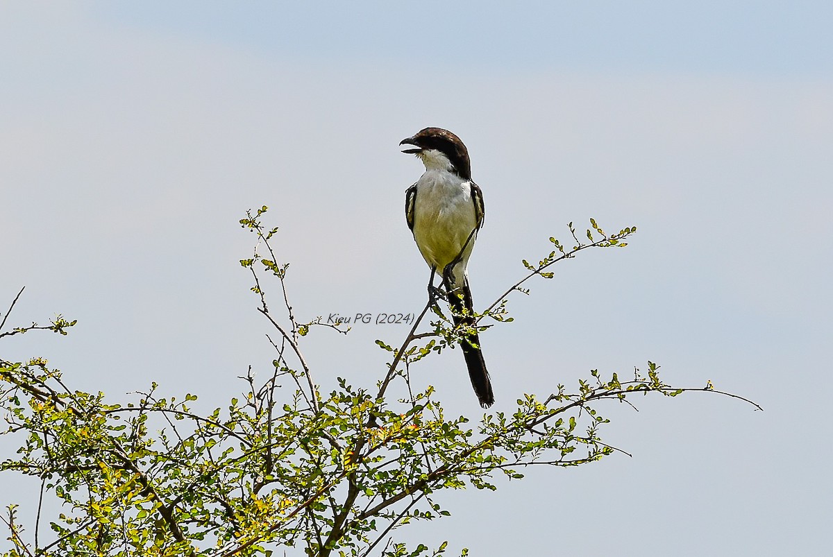 Long-tailed Fiscal - ML619169873