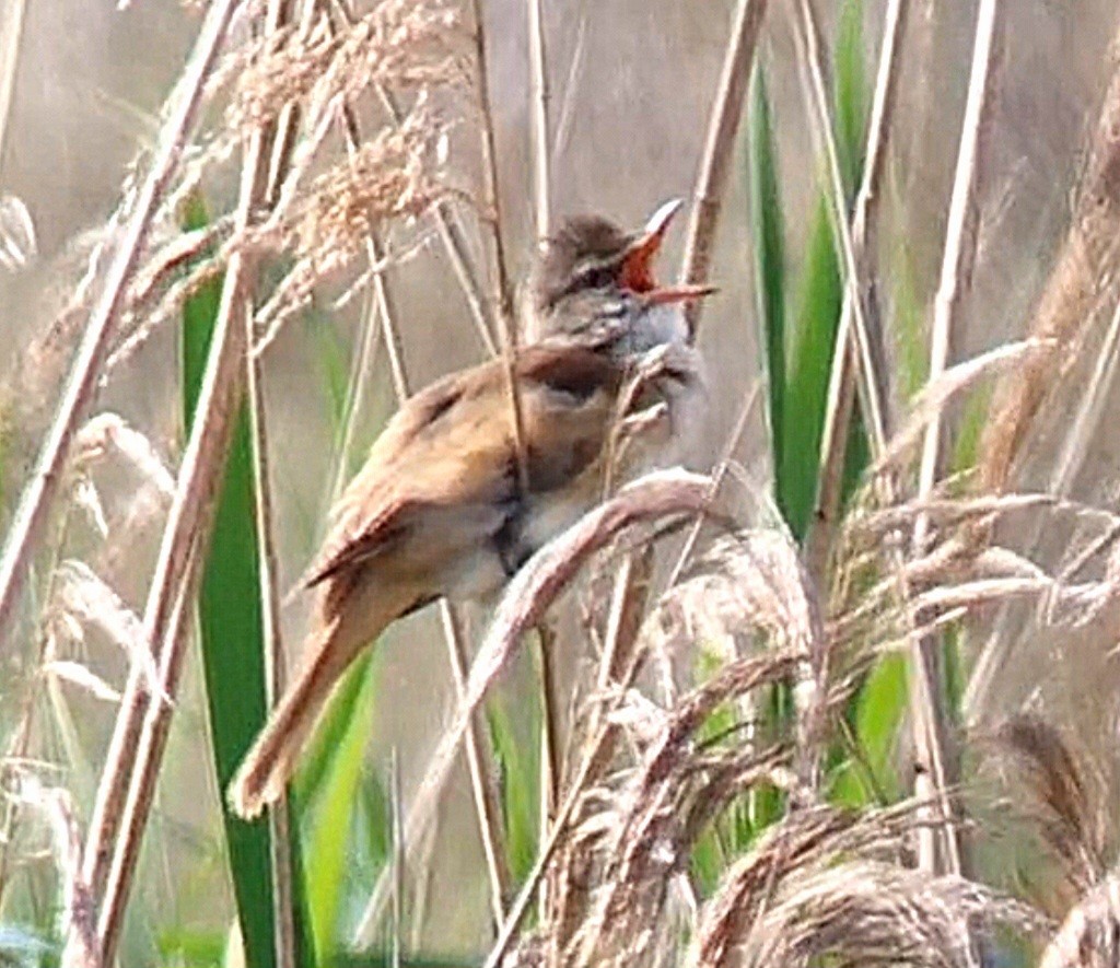 Great Reed Warbler - Alan  Hitchings