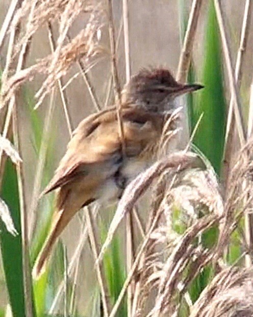 Great Reed Warbler - Alan  Hitchings