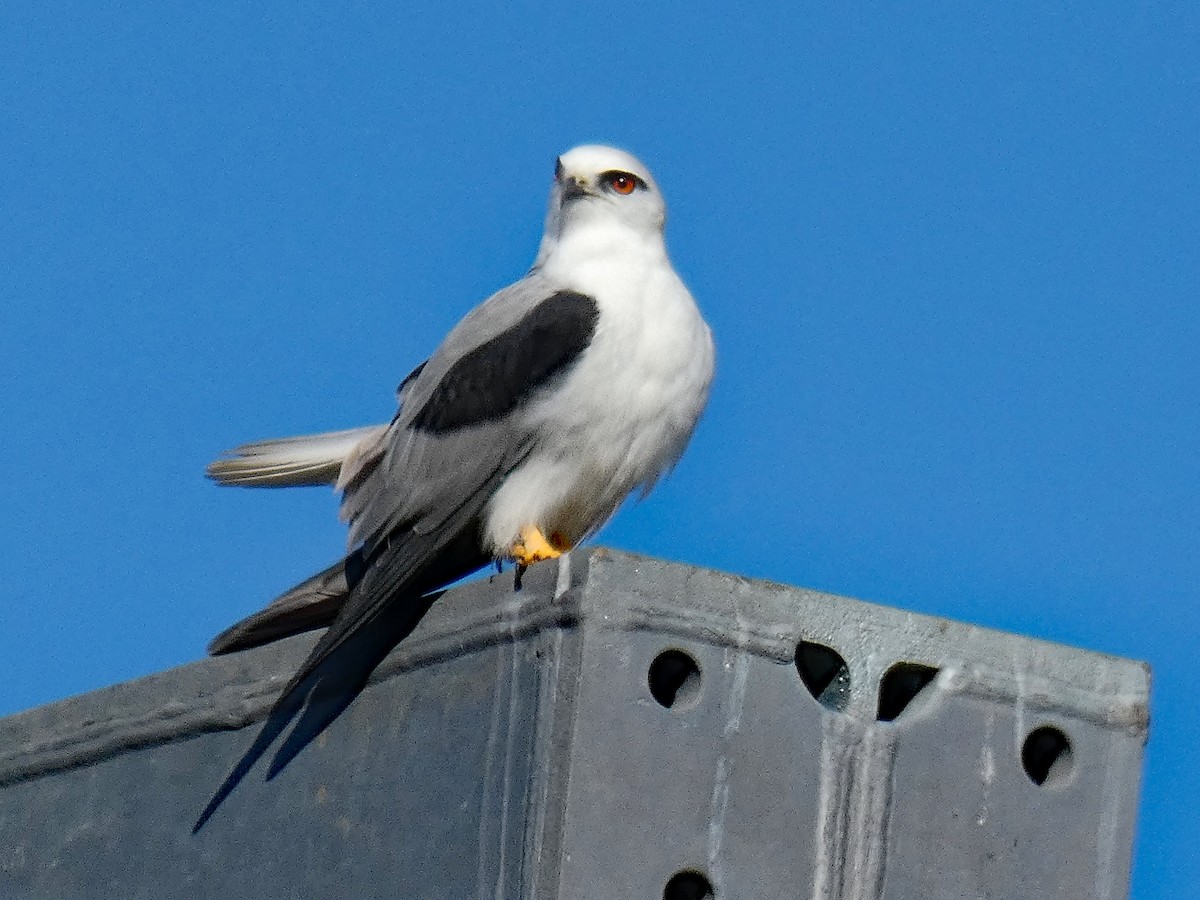 Black-shouldered Kite - Thomas Nataprawira