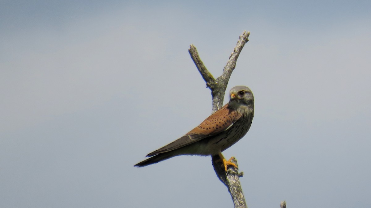 Eurasian Kestrel - Illia V