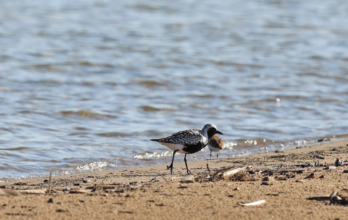 Black-bellied Plover - Kevin Noble