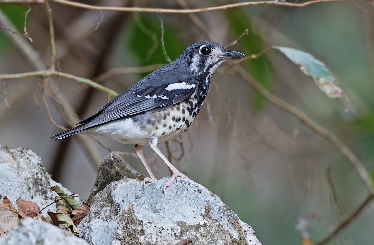 Ashy Thrush - Robert Hutchinson