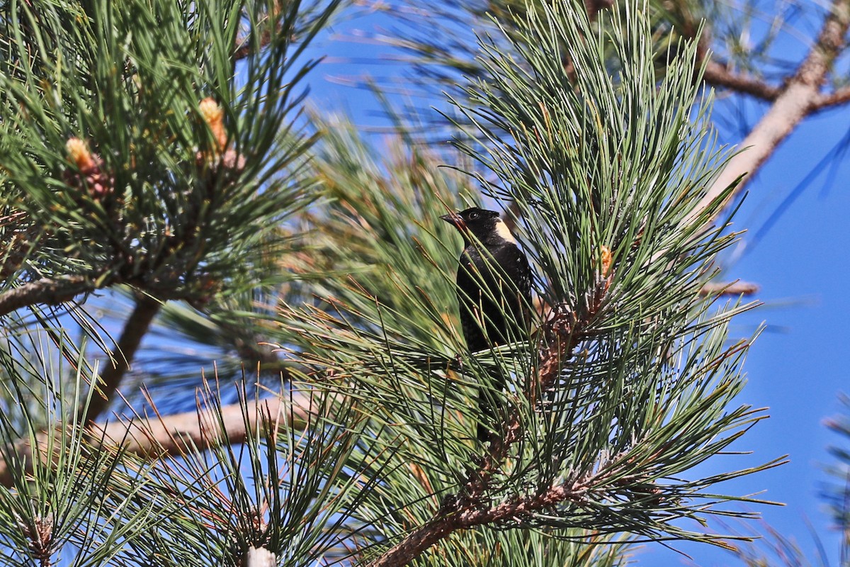 bobolink americký - ML619169917