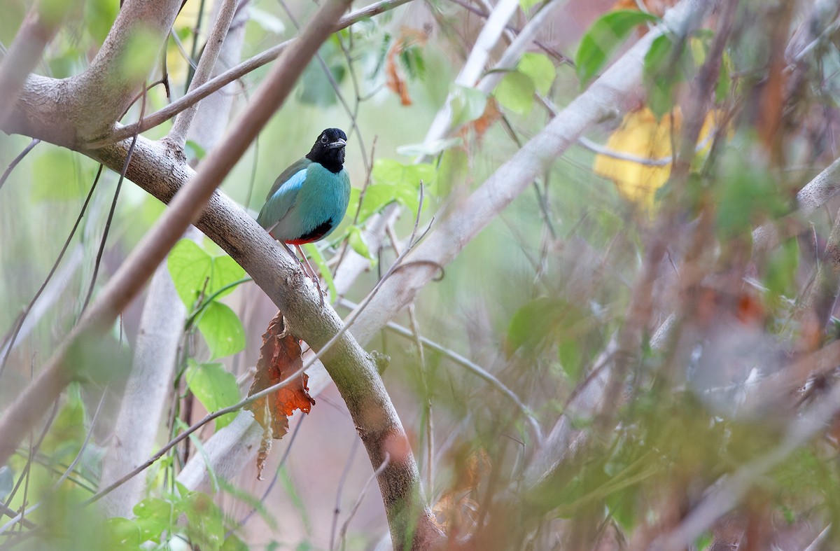 綠胸八色鳥(sordida/palawanensis) - ML619169918