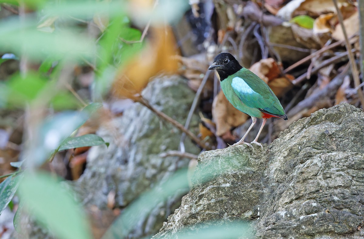 Western Hooded Pitta (Philippine) - ML619169919