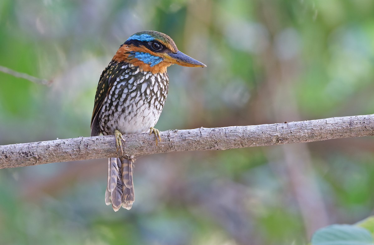 Spotted Kingfisher - Robert Hutchinson