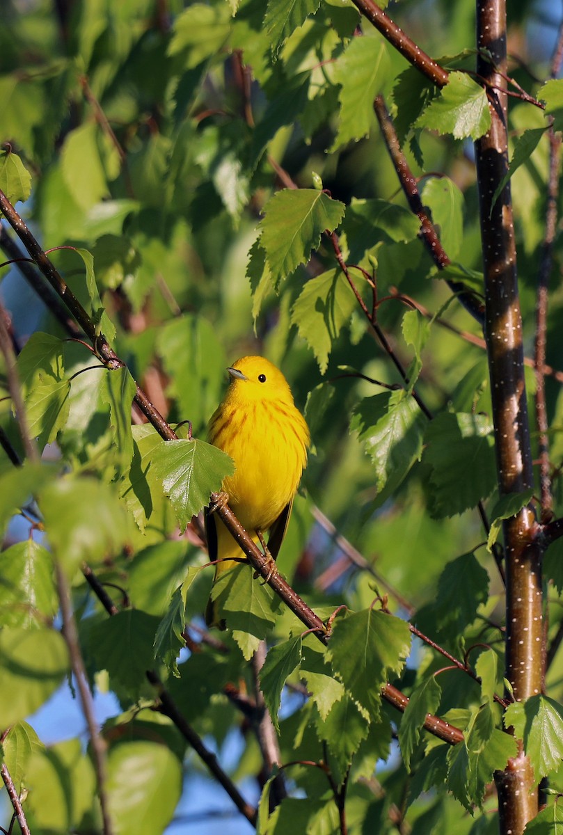 Yellow Warbler - ML619169958