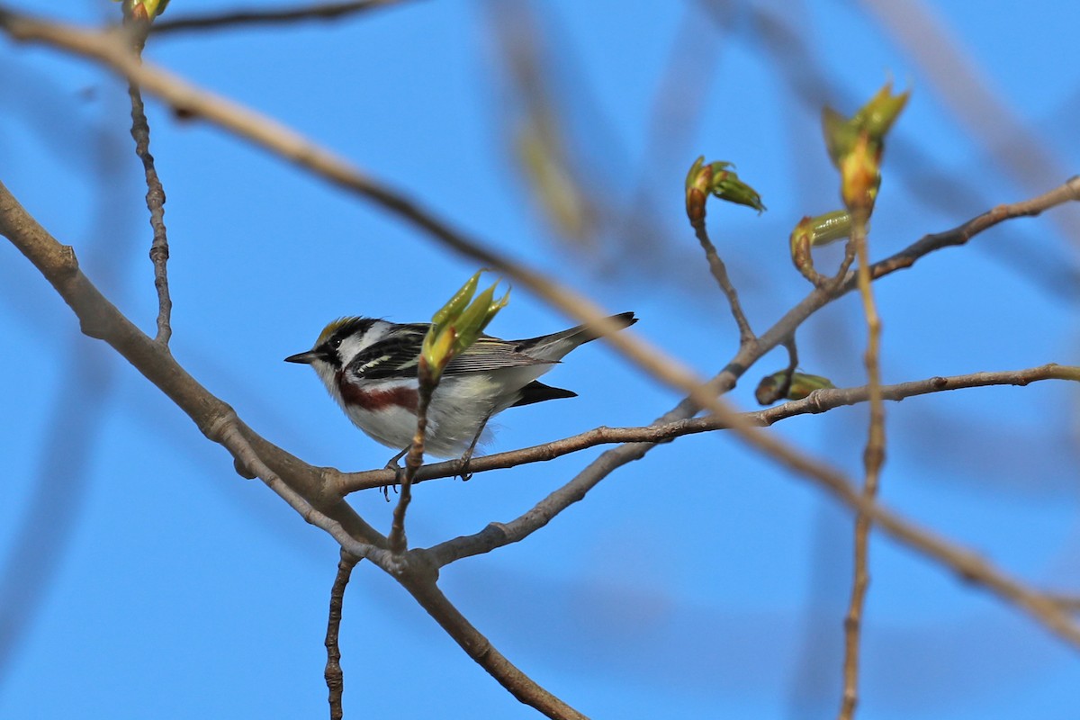 Chestnut-sided Warbler - ML619169959