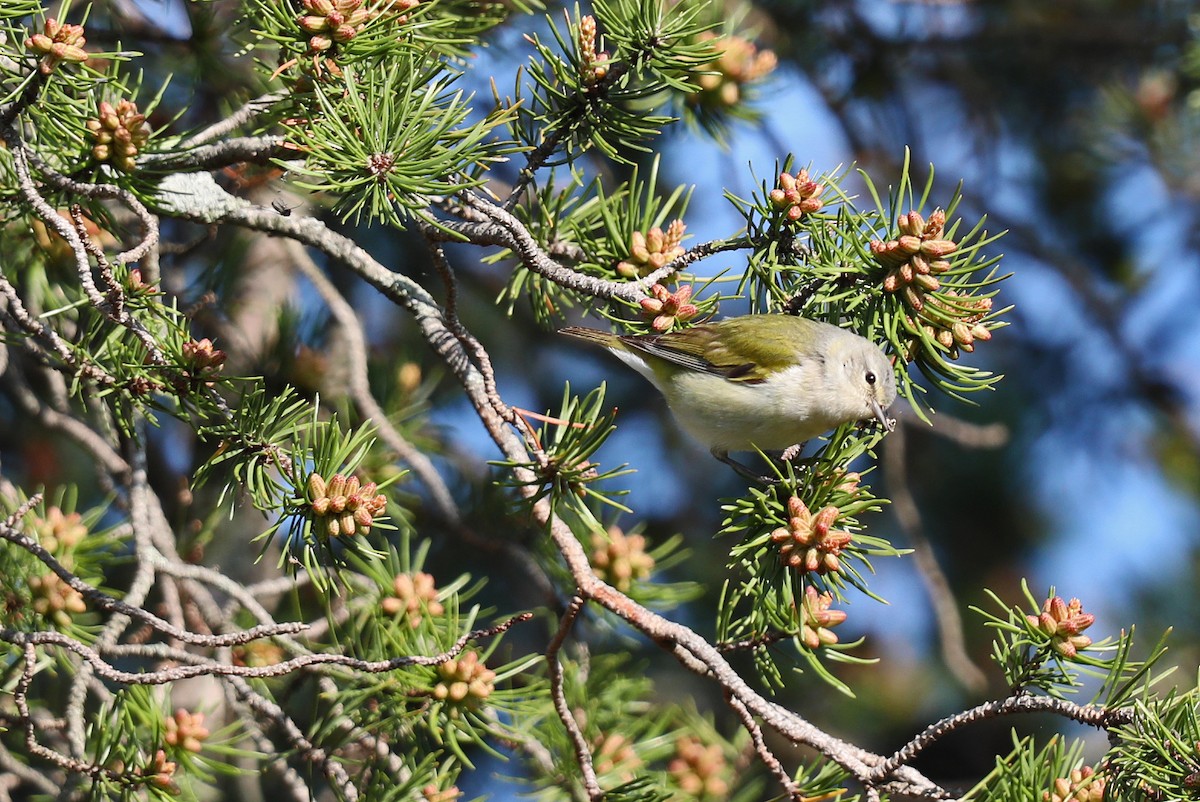 Tennessee Warbler - ML619169960