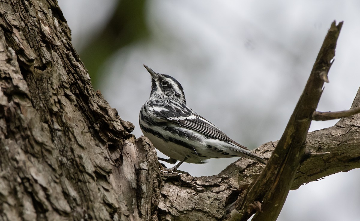 Black-and-white Warbler - Mike Good