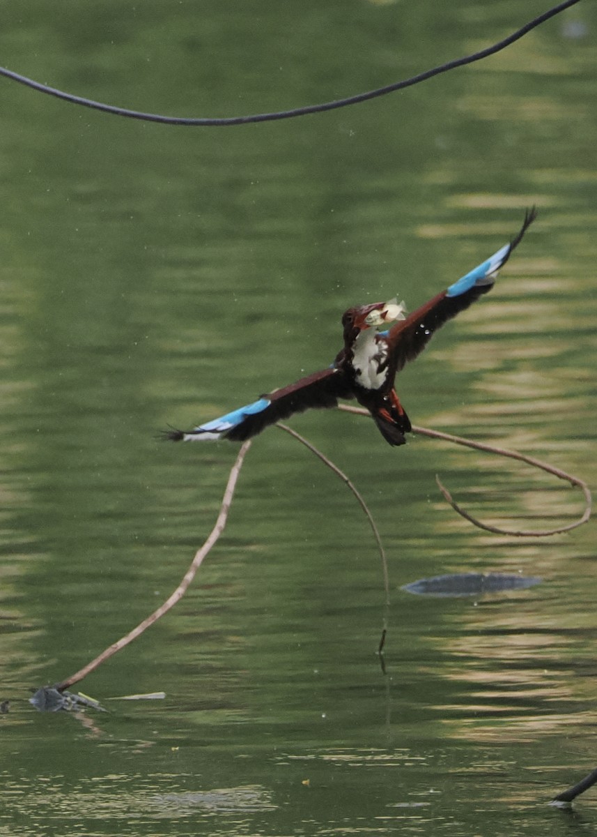 White-throated Kingfisher - Vivek Prakash