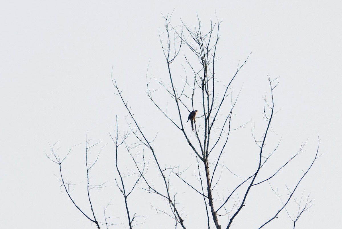 Cooper's Hawk - deborah grimes