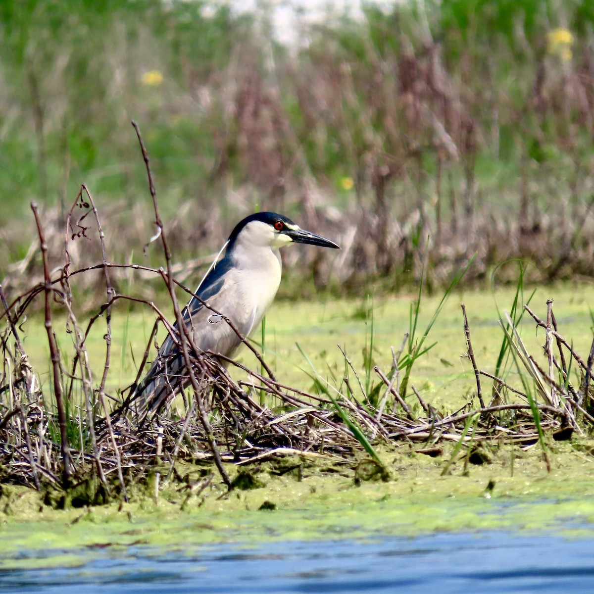 Black-crowned Night Heron - Laurie Harple