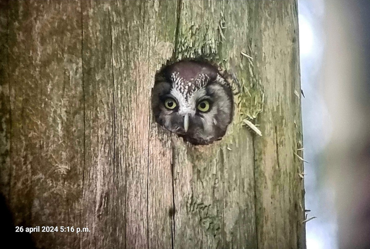 Boreal Owl - Dave van der Spoel