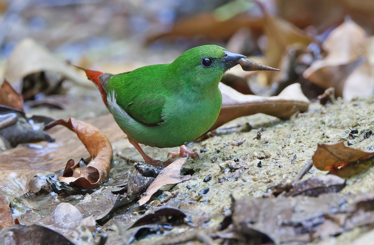 Green-faced Parrotfinch - ML619170033