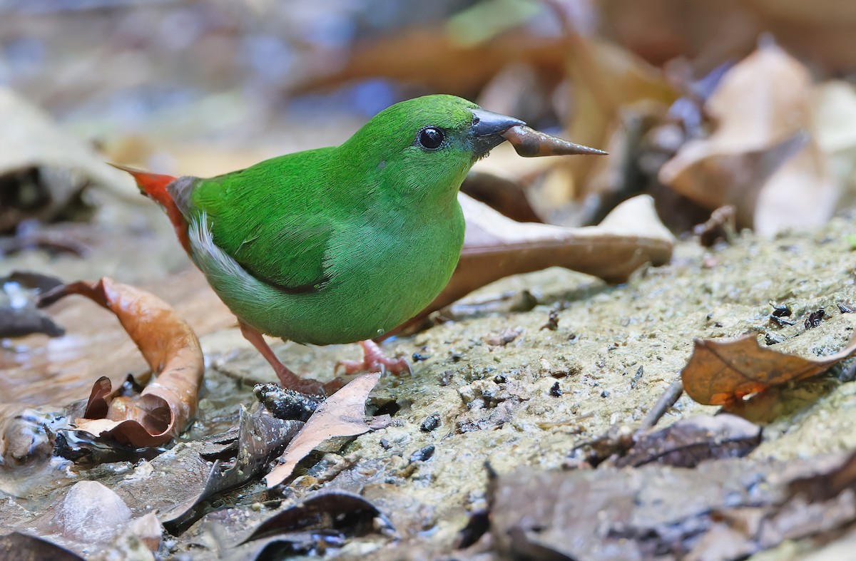 Green-faced Parrotfinch - ML619170034