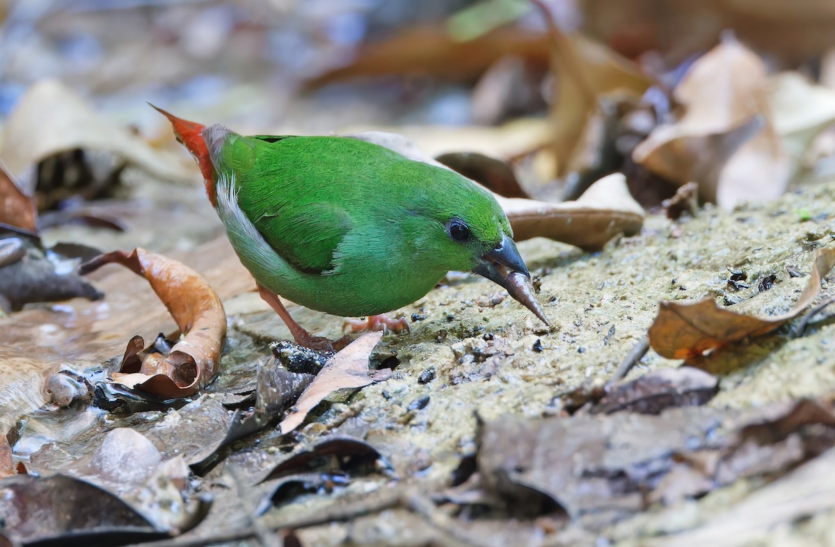 Green-faced Parrotfinch - Robert Hutchinson