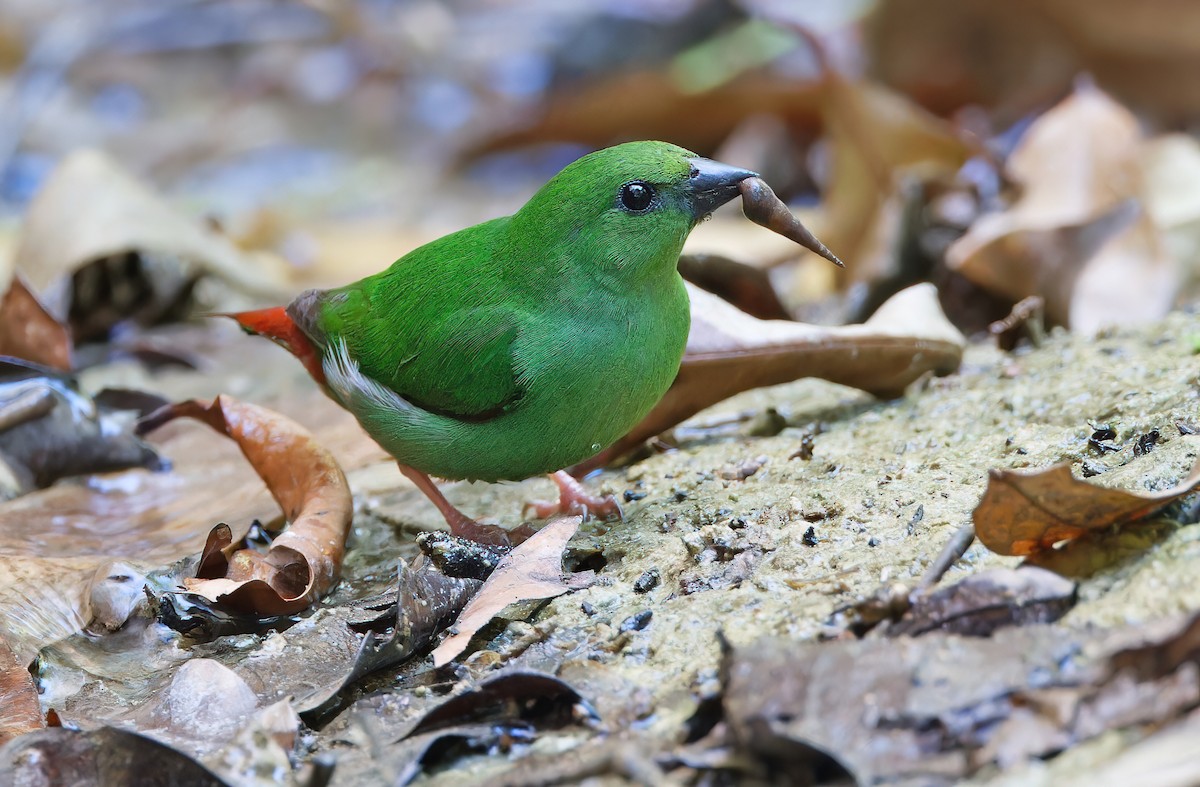 Green-faced Parrotfinch - Robert Hutchinson