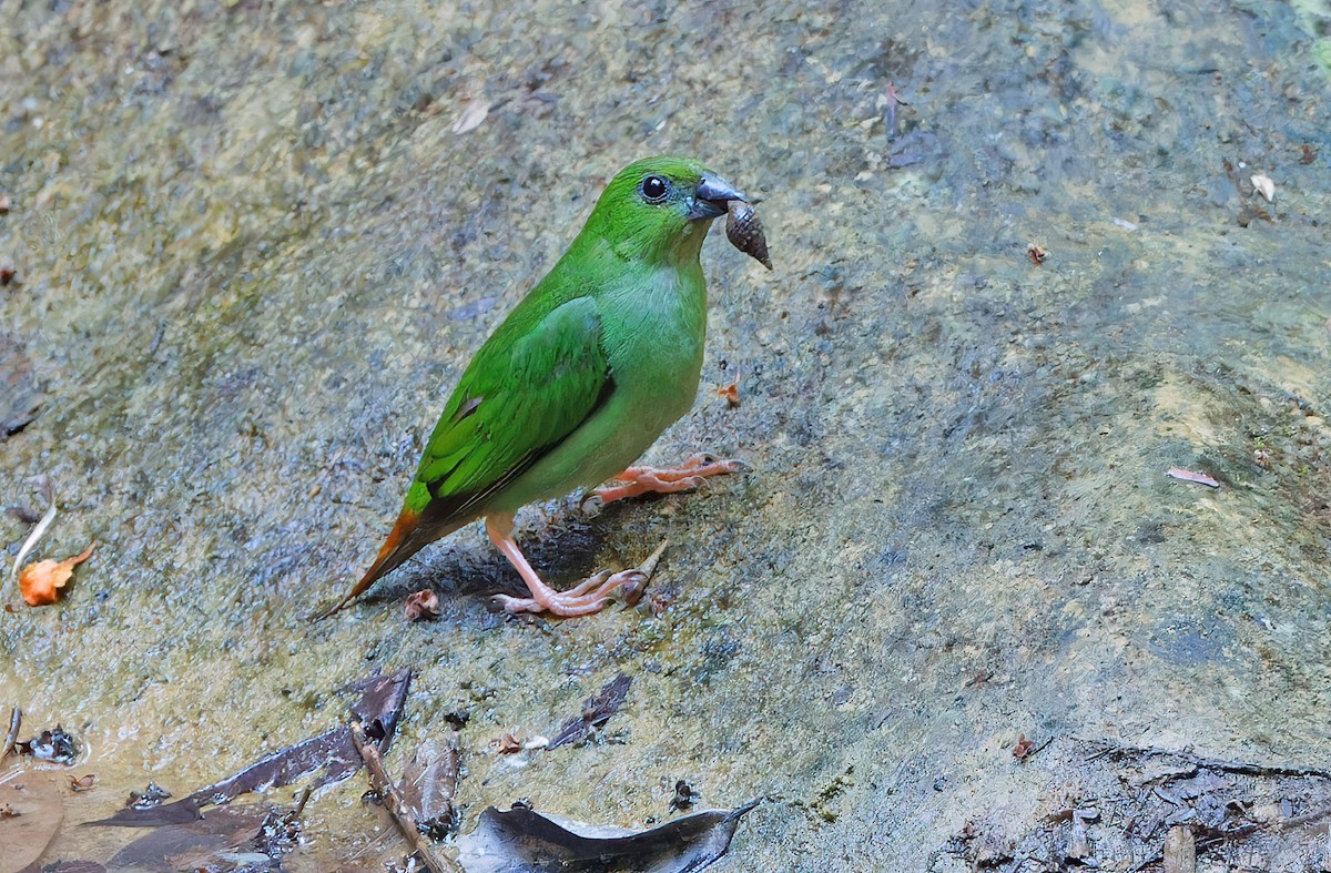 Green-faced Parrotfinch - Robert Hutchinson