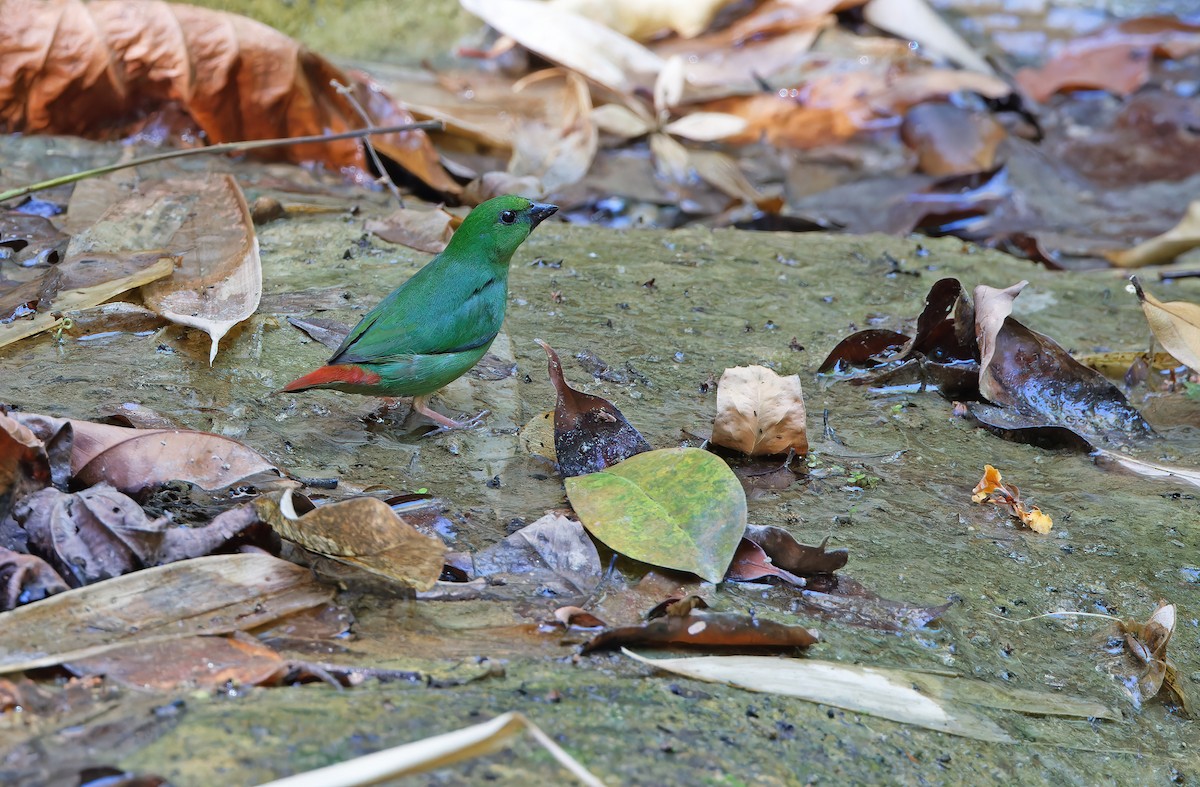 Green-faced Parrotfinch - Robert Hutchinson