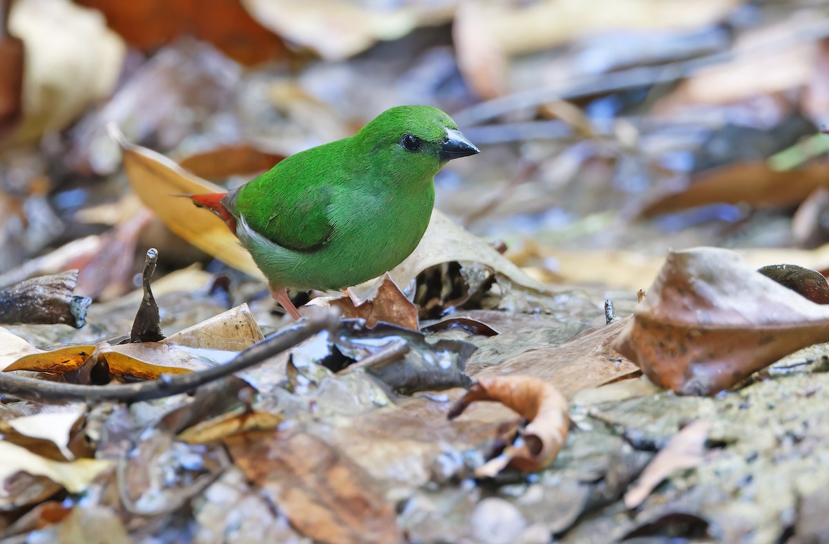 Green-faced Parrotfinch - Robert Hutchinson